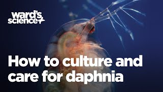 Caring and Culturing for Daphnia [upl. by Staci]