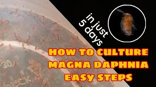 How to Culture Magna Daphnia Easily [upl. by Gisele301]