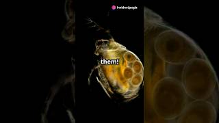 How to culture Daphnia for your Aquarium [upl. by Gievlos533]