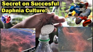 How to Culture Daphnia Successfully [upl. by Eened289]