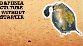 HOW TO CULTURE DAPHNIA NATURALLY WITHOUT A STARTER [upl. by Sorilda]