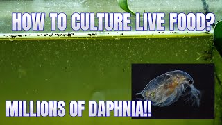 How to Culture Daphnia Secret Method to Breed MILLIONS  Simply Aquatic [upl. by Say]