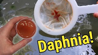 How I Culture Daphnia In Outdoor Tubs [upl. by Treblig504]