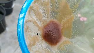 How to culture daphnia moina in a small container Part 1 English Subtitle [upl. by Novello]