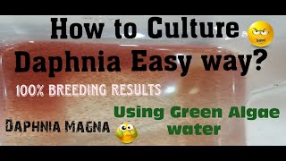 Daphnia MagnaHow to Culture Daphnia Easy wayCulturing Daphnia using Green water Daphnia [upl. by Lammaj]