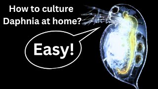 BEST Live Fish Food Beginner guide How to Culture Daphnia at home [upl. by Obe37]