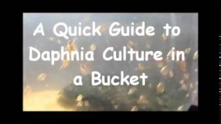 How to culture daphnia outside [upl. by Asaret522]