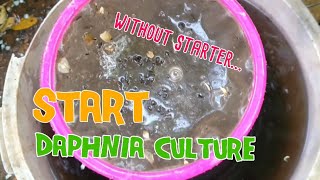 How to culture daphnia moina the easy way 1  Starting the Daphnia culture [upl. by Davidson]