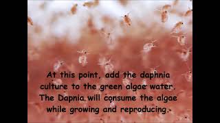 Daphnia  How to grow daphnia in your home [upl. by Jdavie]