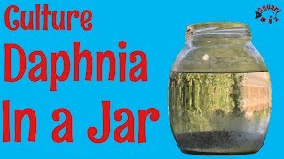 How to Culture Daphnia in a Jar [upl. by Shulamith973]