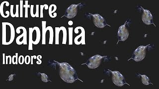 How to Culture Daphnia [upl. by Nosaes86]