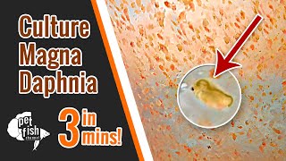 How to culture DAPHNIA MAGNA  The easy way [upl. by Esorylime896]