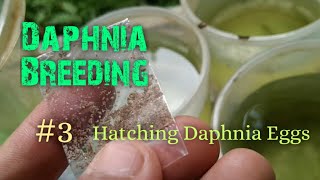 Daphnia Culture made simple and easy 3  Hatching Daphnia eggs [upl. by Thedrick561]