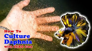 How to Culture Daphnia with ZERO Cost  Unlimited Live Food For Our Fish [upl. by Ferna]