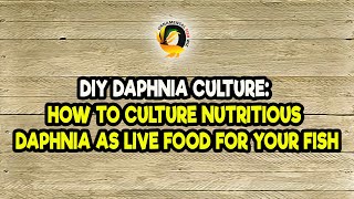 DIY Daphnia Culture How to Culture Nutritious Daphnia as Live Food for Your Fish [upl. by Goodman]