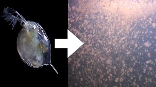 How I Culture Daphnia [upl. by Mcmurry331]