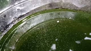 DAPHNIA MOINA CULTURE IN A SMALL BUCKET [upl. by Aimahs]