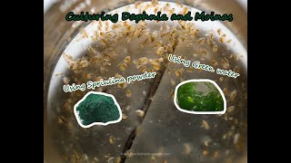 How To Culture Daphnia and Moinas using Green Water Spirulina powder [upl. by Gifferd]