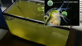 Raising Daphnia for the Freshwater Aquarium [upl. by Kurtz]