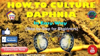 HOW TO CULTURE DAPHNIA In Easy Way [upl. by Shakti273]